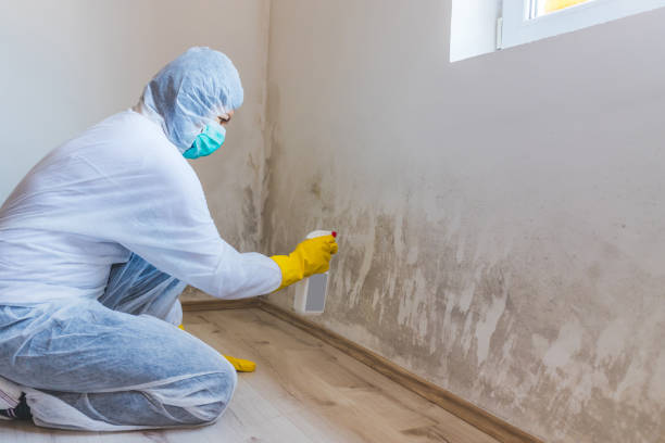 Licensed Black Mold Removal service in McHenry, IL - WQB Mold Removal