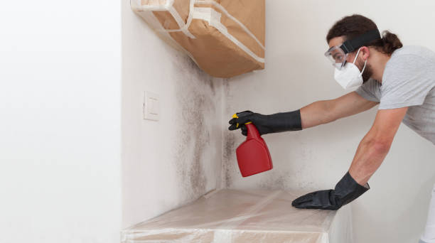 Professional Black Mold Removal technician working in McHenry, IL