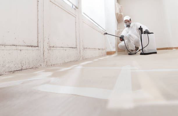24/7 Emergency Black Mold Removal experts in McHenry, IL