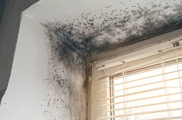 Affordable Black Mold Removal solutions in McHenry, IL