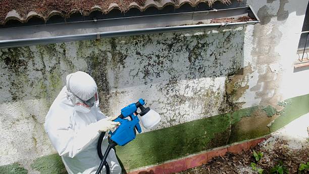 Top rated local Black Mold Removal specialists in McHenry, IL